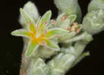 Longleaf buckwheat